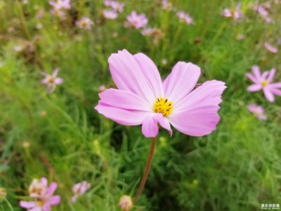 【簡單生活】+ 金九初秋的波斯菊