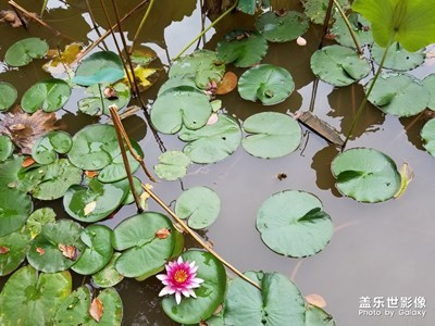 九月·荷葉