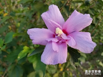 堅韌質樸的木槿花
