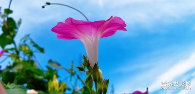 花語