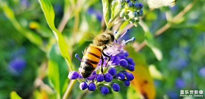 蜂戀花