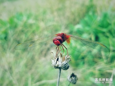 紅蜓圖