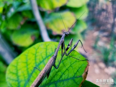 刀螂一組
