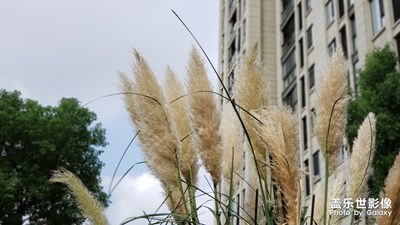 蘆葦黃了