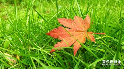 沈陽世博園紅葉