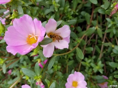 隨手拍小花和蜜蜂