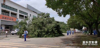 臺風“天竹”過后