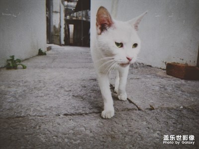 閑游
