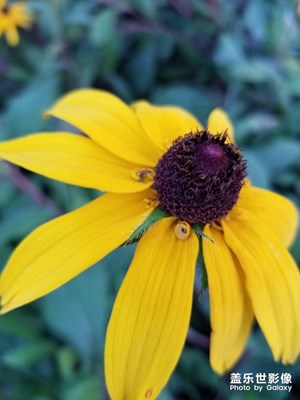 黑心金光菊