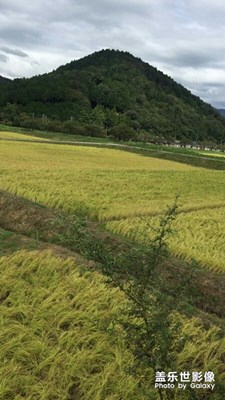 老家風(fēng)景