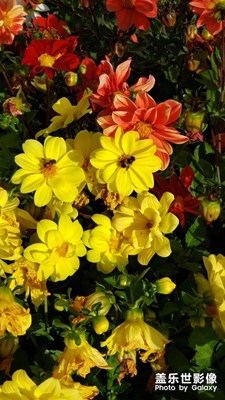 采花蜜蜂