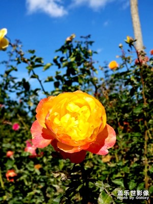 花的綻放