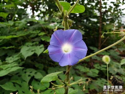 雙色喇叭花