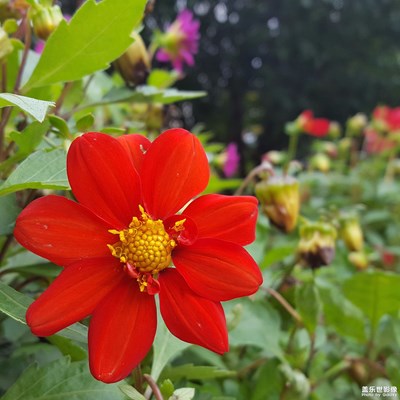 花兒為什么這么紅？