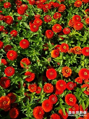 繁花似錦