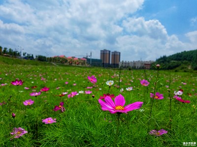 美麗風景