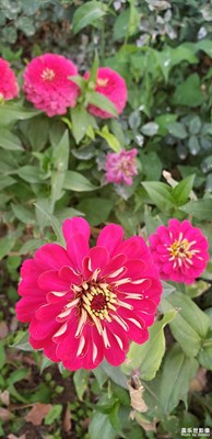 最美百日菊