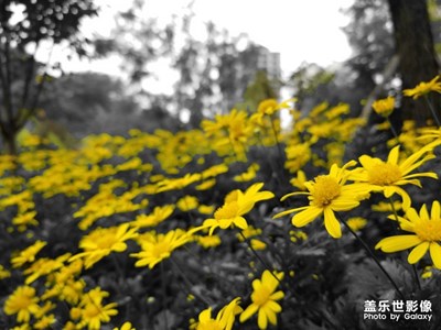 小區(qū)的雛菊
