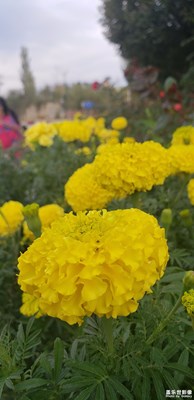 祖國(guó)萬(wàn)壽無疆！