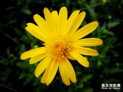 可愛的黃金菊