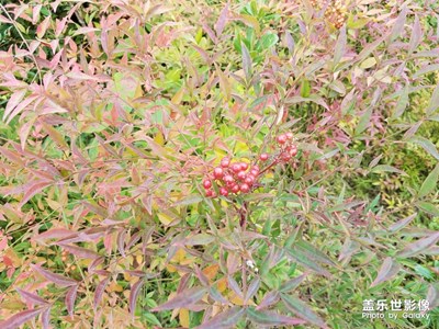 小紅果