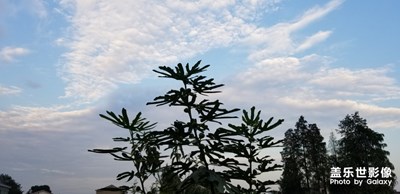 無花果樹…