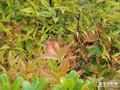 還在飛