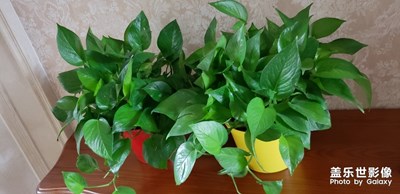 虛化和自動(dòng)模式對(duì)比同樣的位置，同樣的光線，兩種模式