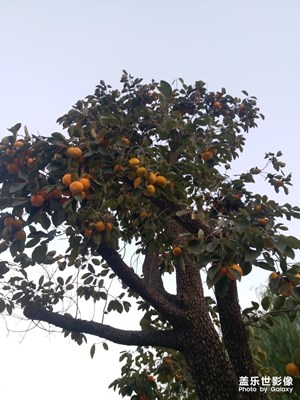 秋意已濃