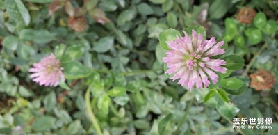 小花