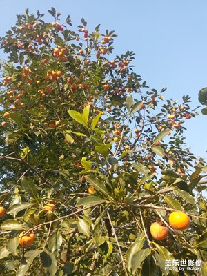 秋實(shí)