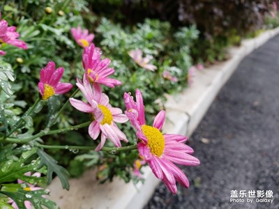 小花