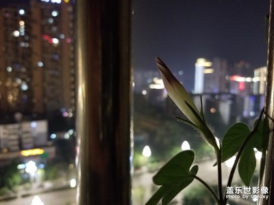 入夜花開(kāi)