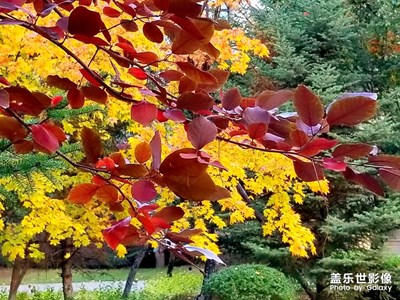 庭院金秋