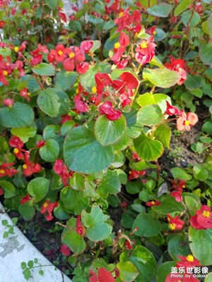 花