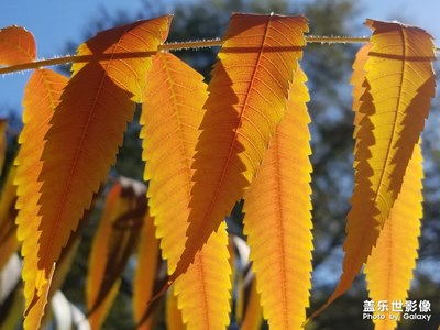 秋天的色彩