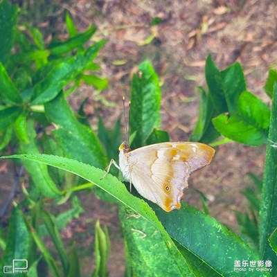 《蛺蝶》