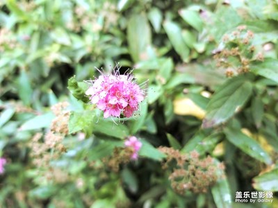 秋日思雨（私語）中的花花草草