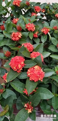 花團(tuán)錦簇