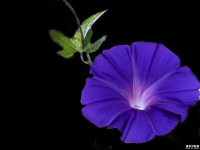 牽牛花
