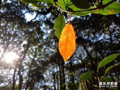 一葉醉紅塵