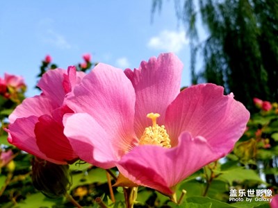 木棉花開