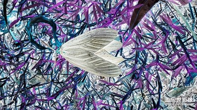 【重陽木錦斑蛾】