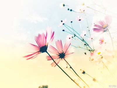 嬌艷的格桑花