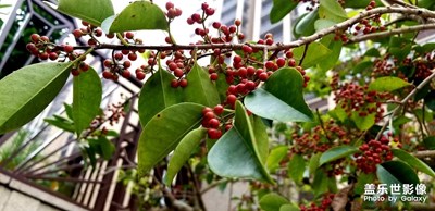 萬紫千紅