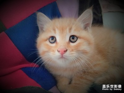 我們一起學(xué)貓叫