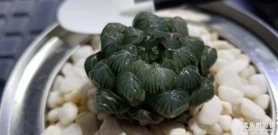 多肉植物