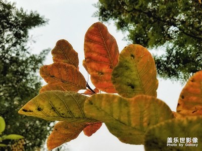 【秋至】+秋葉