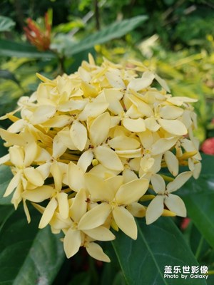 花卉