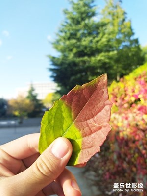 一葉知秋